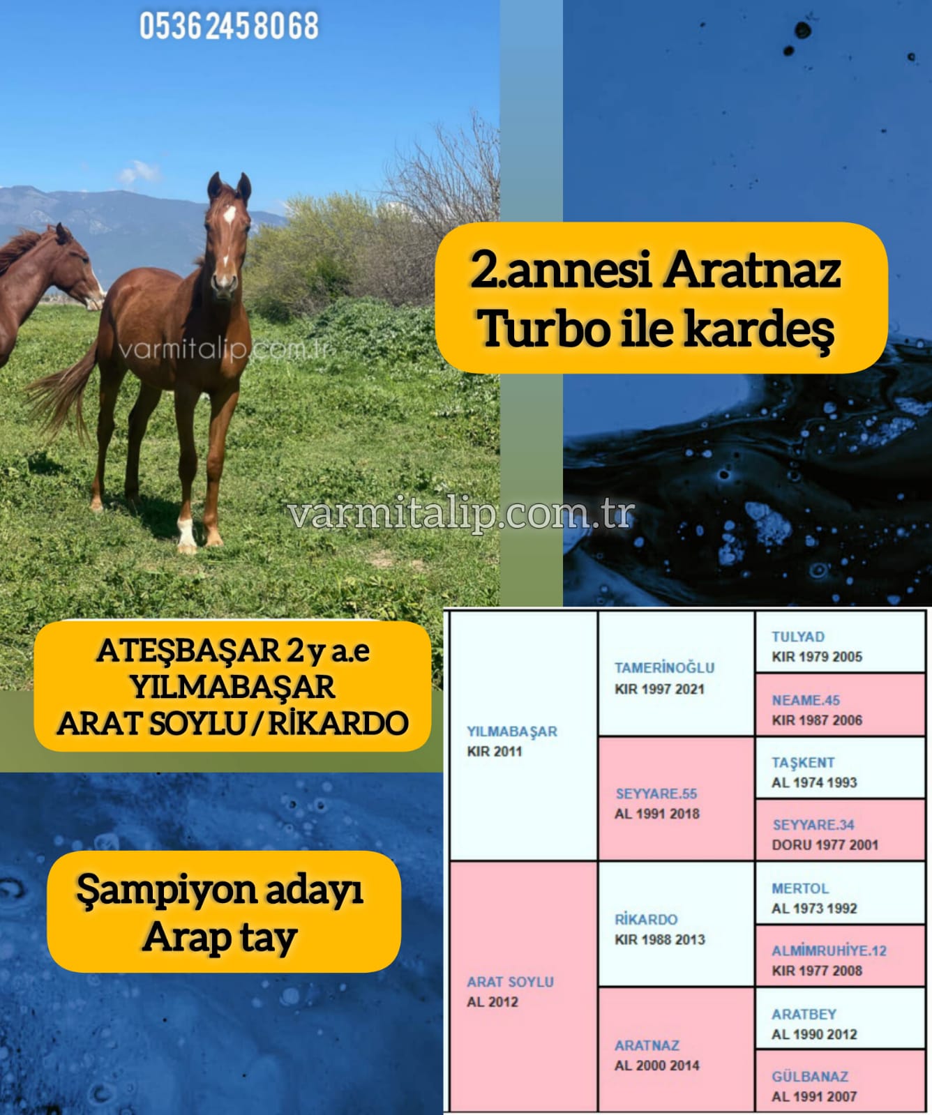 2.Annesi Şampiyon Turbo ile kardeş 2 yaşında Yılmabaşar Erkek tayı